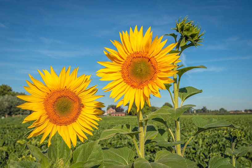 Sonnenblumen an einem Feldrand, Nieuwendijk von Ruud Morijn