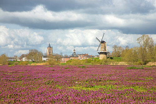 Paarse uiterwaarden in de Woelse Waard met gezicht op Gorinchem