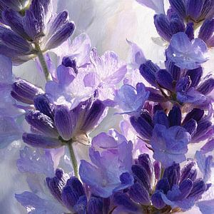 Violetter Duft von Lavendel