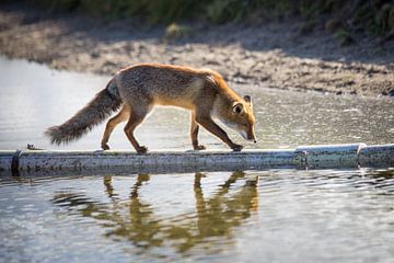 Vos in de Amsterdamse Water Leidingduinen