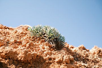 Groene vetplantje op de rode aarde // Ibiza // Natuurfotografie van Diana van Neck Photography