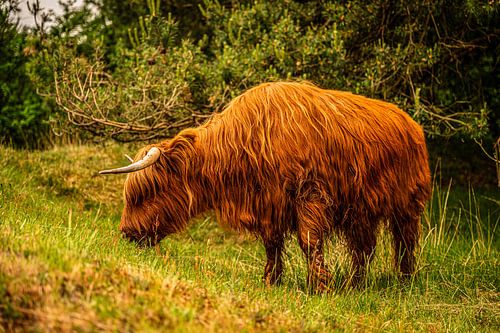 Un Highlander écossais mange tranquillement de l'herbe