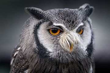 Hibou moyen-duc sur Jos Crooymans