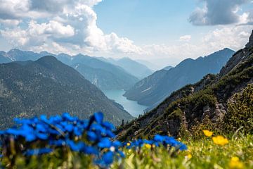 Gentian on the Tauern with a view of Lake Plansee by Leo Schindzielorz