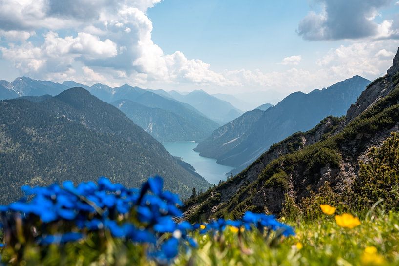 Gentian on the Tauern with a view of Lake Plansee by Leo Schindzielorz
