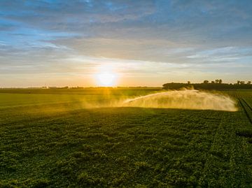 Pommes de terre dans un champ avec des plantes vertes en fleurs au coucher du soleil. sur Sjoerd van der Wal Photographie