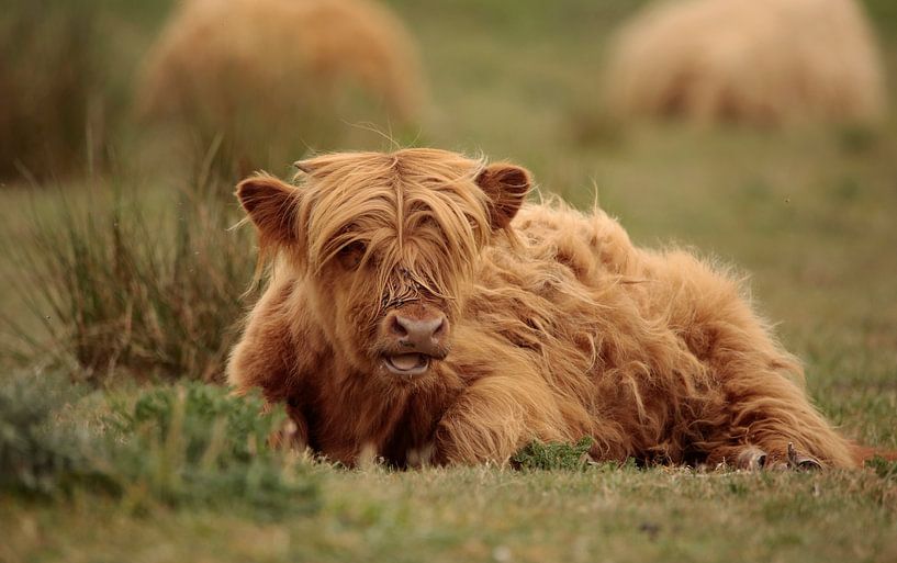 Scottish Highlander by Frank Smedts