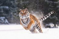 Siberische Tijger in de sneeuw van Dick van Duijn thumbnail