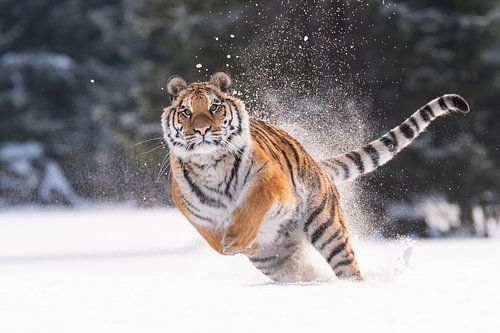 Sibirischer Tiger im Schnee