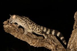 Genet cat at night He looks somewhat like a cat, closely related to mongooses. by Hans Hut