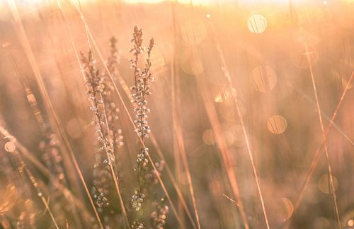 Leersumse veld part 28