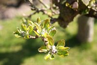 Spring with apple blossoms