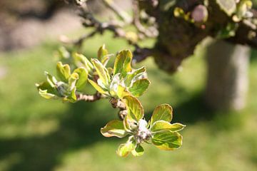 Frühling mit Apfelblüten von Babette Veenendaal
