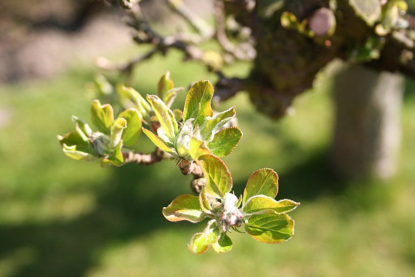 Spring with apple blossoms by Babette Veenendaal