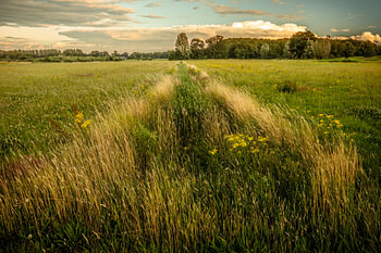 Haagse Beemdenbos in atmospheric evening light