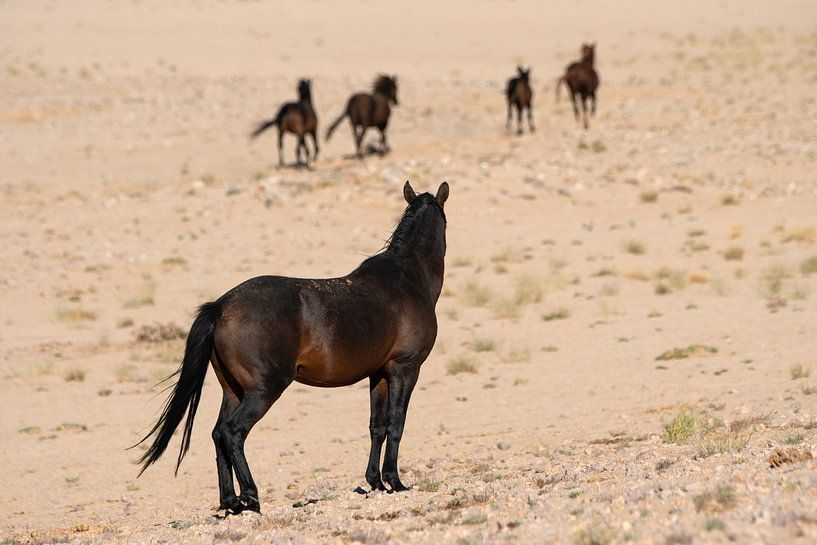 Woestijnpaarden van Namibië van Chi