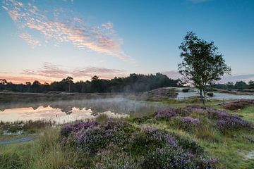 Sunrise Forest Pond sur le domaine Heidestein ! sur Peter Haastrecht, van