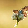 Brown sur Sander Meertins