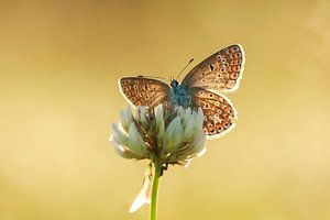 Brown sur Sander Meertins