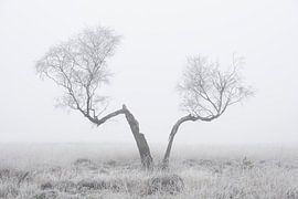 Split tree in the fog by Cor de Hamer