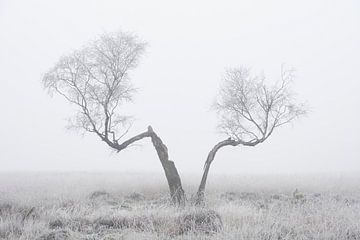 Gespleten boom in de mist van Cor de Hamer