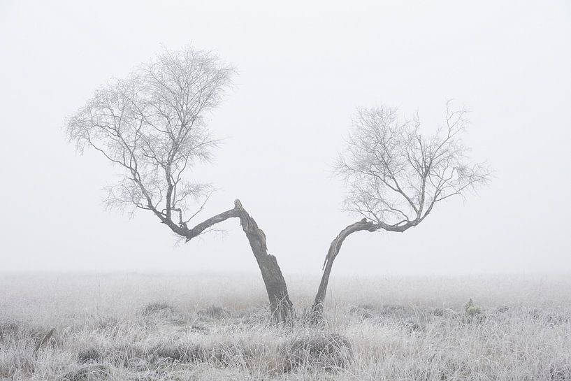 Split tree in the fog by Cor de Hamer