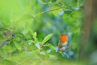 Roodborst in een groene struikenlijst