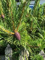 Pine with fruit