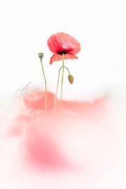 Persistent, but for how long