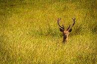 Edelhert in het gras van Michel Vedder Photography thumbnail