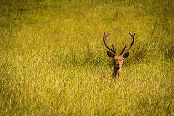 Edelhert in het gras von Michel Vedder Photography