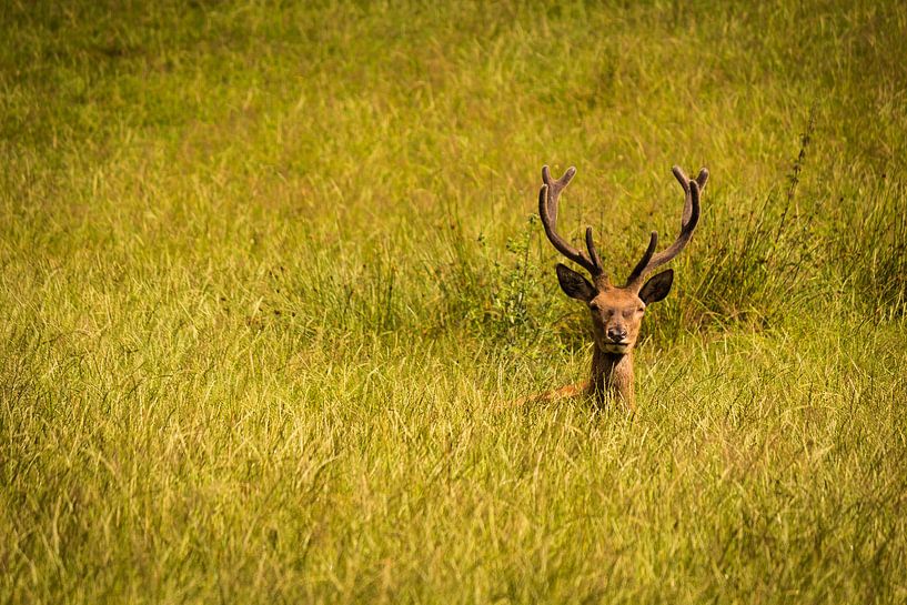 Edelhert in het gras van Michel Vedder Photography