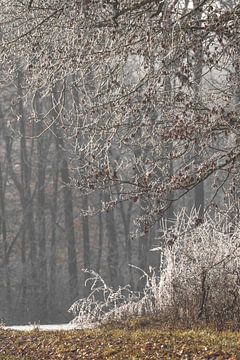 Sneeuw en vorst op de bomen aan de rand van het veld van Daniel Pahmeier