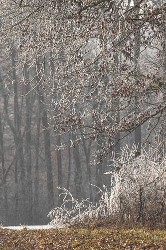 Sneeuw en vorst op de bomen aan de rand van het veld