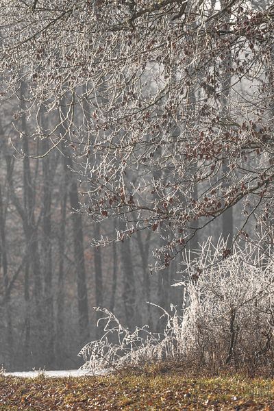 Snow and frost on the trees at the edge of the field by Daniel Pahmeier