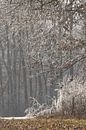 Snow and frost on the trees at the edge of the field by Daniel Pahmeier thumbnail