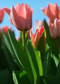 tulp van Georges Hoeberechts