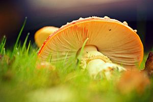 Agaric des mouches sur Frank Tauran