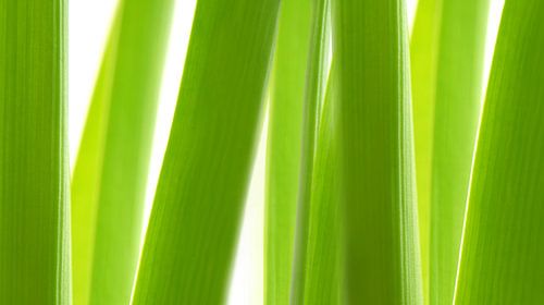 Herbe verte