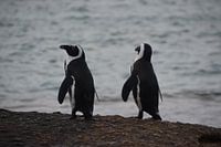Pinguïns (Zuid-Afrika)