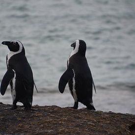 Pinguïns (Zuid-Afrika) by Danae Looman