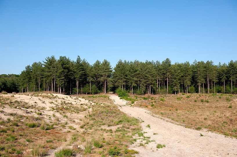 Grenspark Kalmthoutse Heide. van Richard Wareham