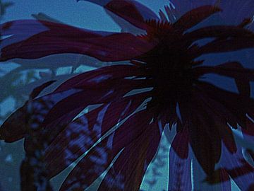 Echinacea by night van Anita Snik-Broeken