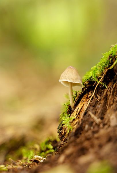 champignon par Heino Van der Veken