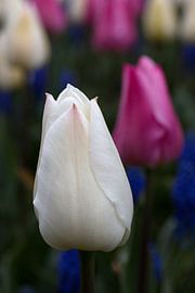 Witte tulp in een tuin met andere gekleurde tulpen van W J Kok