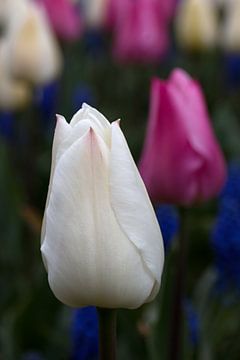 Witte tulp in een tuin met andere gekleurde tulpen van W J Kok