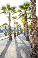 Rij met palmbomen met groene bladeren in Malaga Zuid Spanje