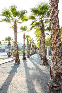 Rij met palmbomen met groene bladeren in Malaga Zuid Spanje van Angeline Dobber