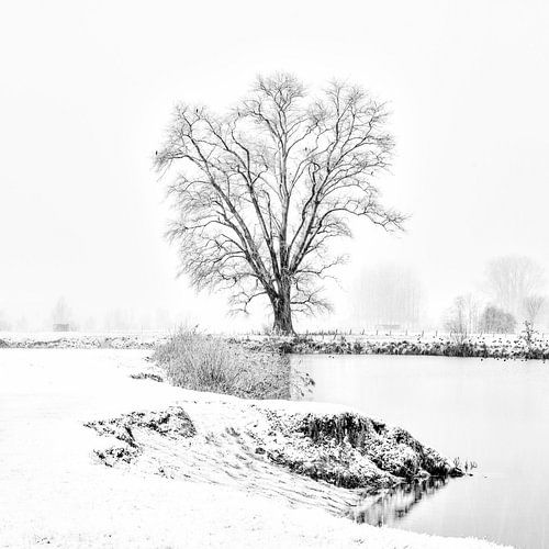 Canadese populier in de sneeuw