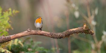 Roodborstje rustend op een takje panoramafoto